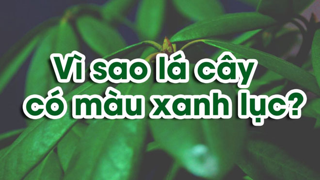 Tại sao lá cây lại có màu xanh lục?
