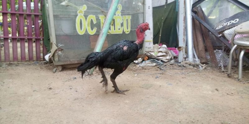 Gà Đòn Là Gì? Địa Chỉ Bán Gà Đòn Củ Chi Mà Bạn Nên Biết - JUN88