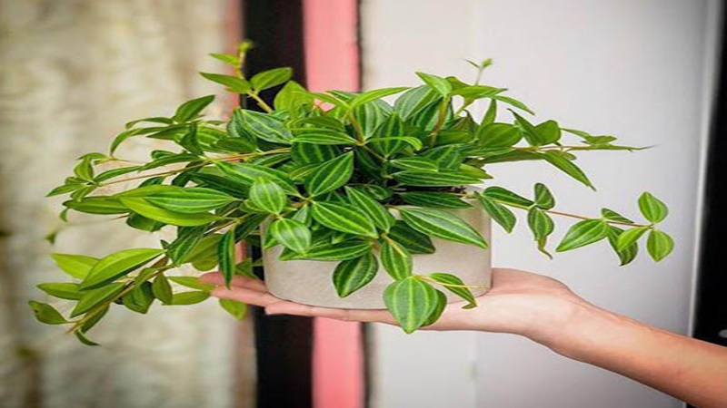 Ý nghĩa của cây bình an là gì? Cách trồng và cách chăm sóc