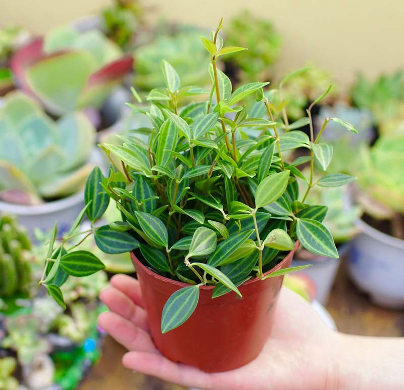 Tìm hiểu thêm về Cây Hoa Lan Hòa Bình