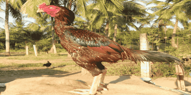 Tìm Hiểu Chi Tiết Về Giống Gà Đá Asil Pakistan Và Cách Lựa Chọn - JUN88