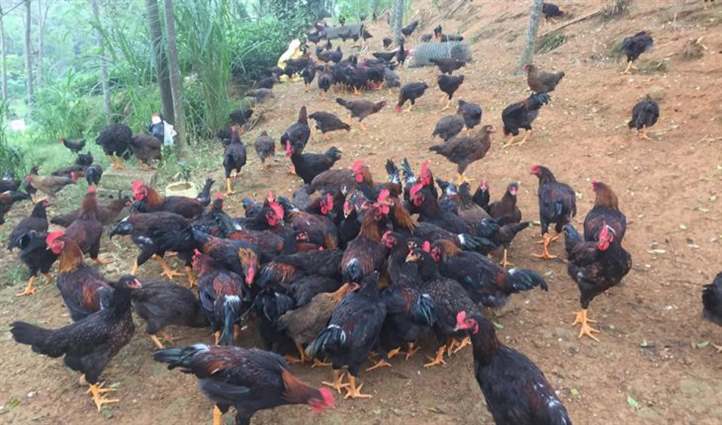 Gà đi ngoài phân sống: nguyên nhân và cách xử lý hiệu quả