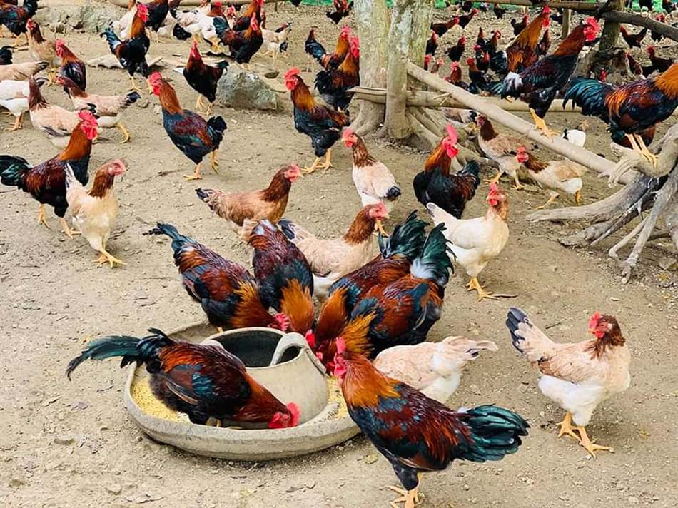 Gà ủ rũ do rối loạn tiêu hóa