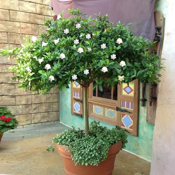 Có nên trồng hoa dành dành trước nhà