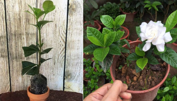 Chăm sóc hoa dành dành