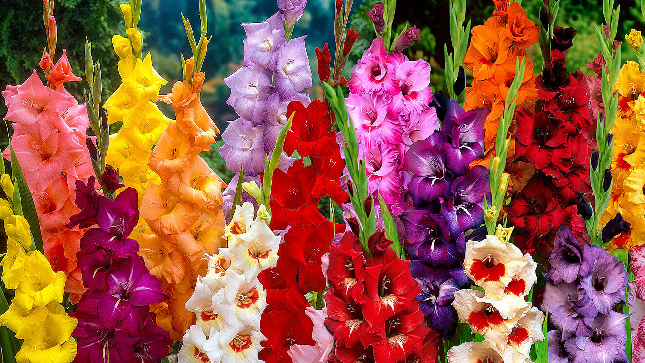 Ý nghĩa hoa lay ơn trong văn hóa